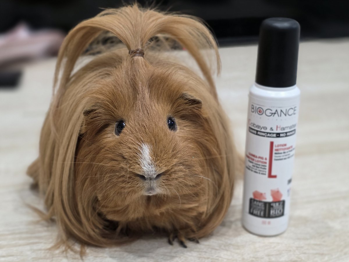 はるこっこ🐾ディカプリオとなかまたち tweet media