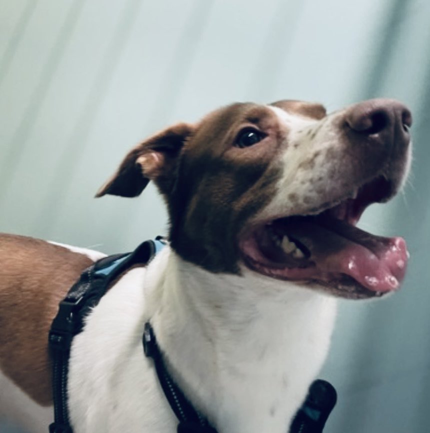 MoishesMom's tweet image. ‼️🆕 Pup in the Pound • Dr. Zeus ‼️

Dr. Zeus is a 3️⃣ yr old lad who arrived at the Queens Pound in NYC 6️⃣ days ago ☹️ He only has this one pic taken while in his kennel 😞 This is not a good sign…we must get him out before he declines…This Ginger 🫚 Patched &amp;amp; white Pibble boy