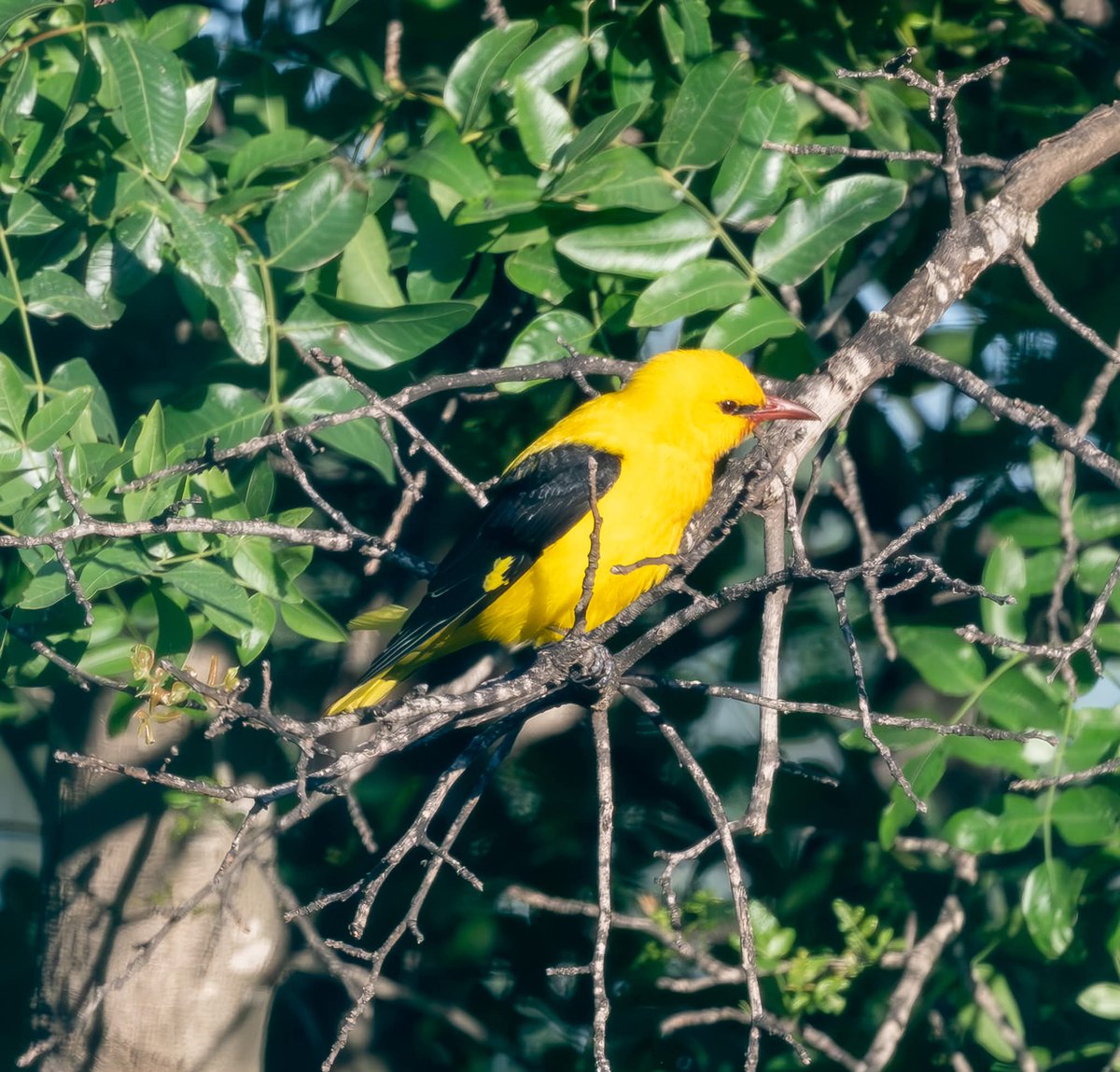ShaunORourke7's tweet image. Golden Oriele M&amp;amp;F seen yesterday and this morning near Paphos @cyprusbirds #bird #birds #birding #birdingphotography #birdsonearth #birdingdaily #bird_captures ##naturephoto #nature #wildlifephoto #yourshotphotographer #yourbestbirds