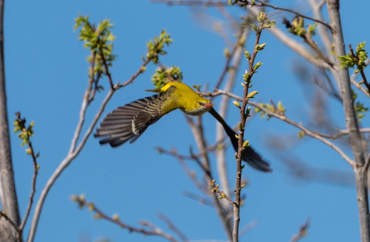 ShaunORourke7's tweet image. Golden Oriele M&amp;amp;F seen yesterday and this morning near Paphos @cyprusbirds #bird #birds #birding #birdingphotography #birdsonearth #birdingdaily #bird_captures ##naturephoto #nature #wildlifephoto #yourshotphotographer #yourbestbirds