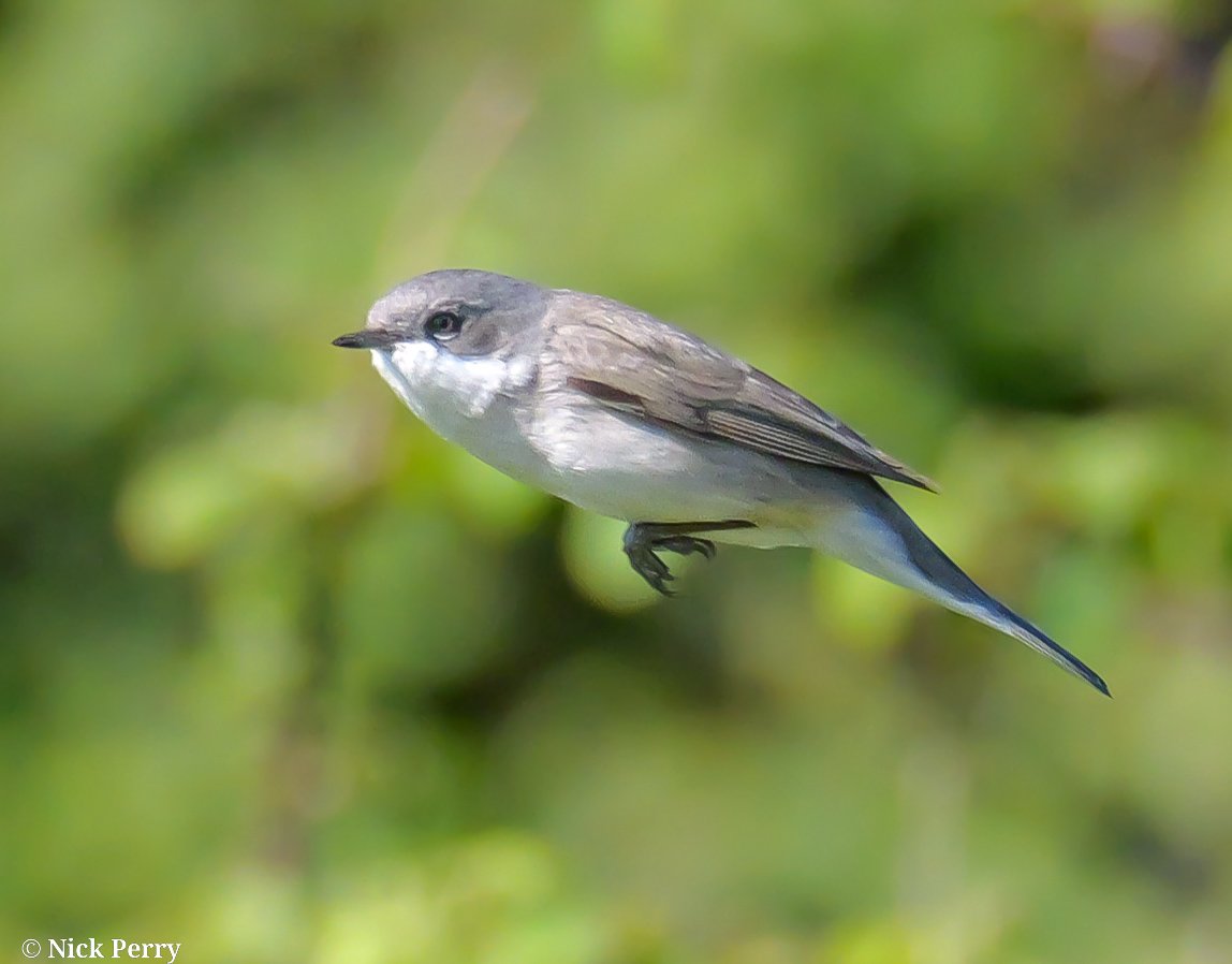 nickyperry82's tweet image. Lesser whitethroat in the vale of Glamorgan 19/4/2026

#TwitterNatureCommunity 
#BirdsSeenIn2026 
#birding #birdwatching
#Naturephotography 
#NatureTherapy🏴󠁧󠁢󠁷󠁬󠁳󠁿