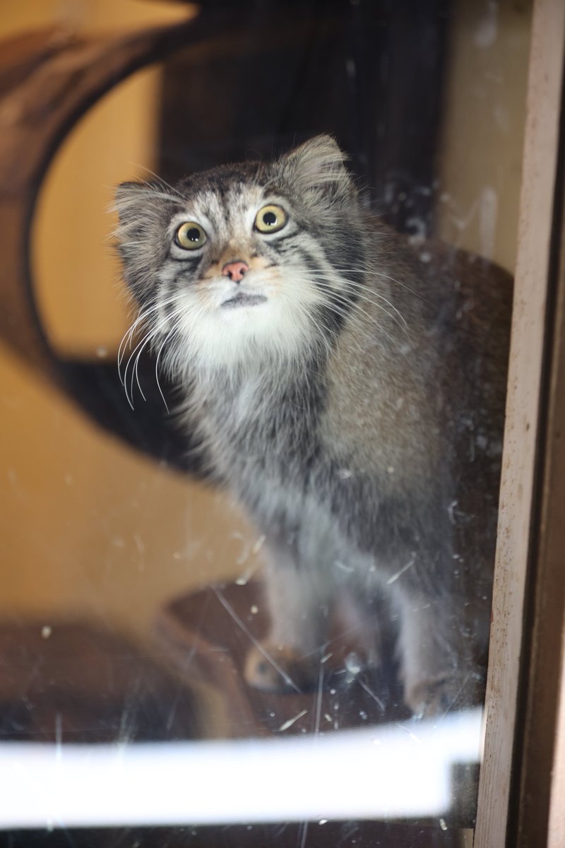 まおっぺ tweet media