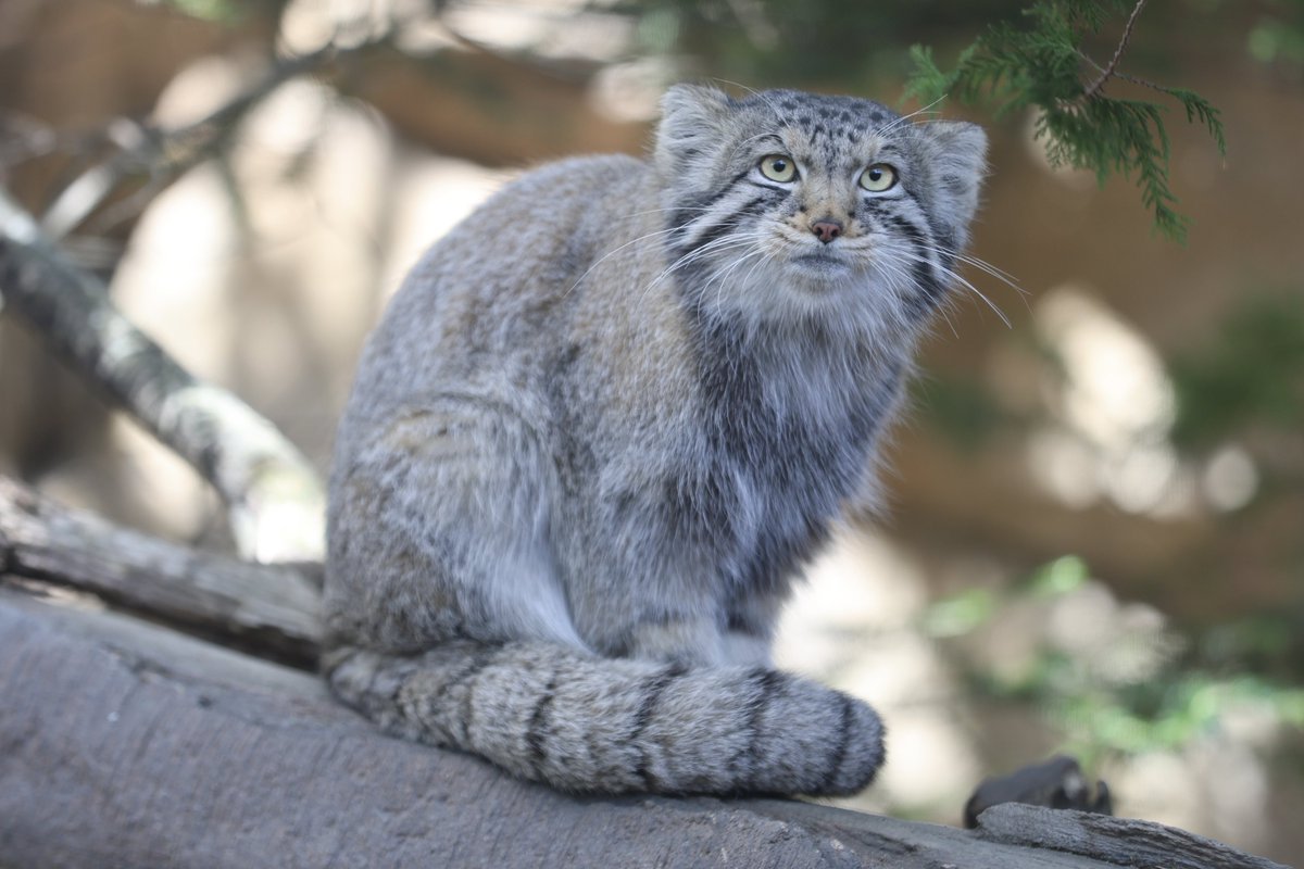 まおっぺ tweet media