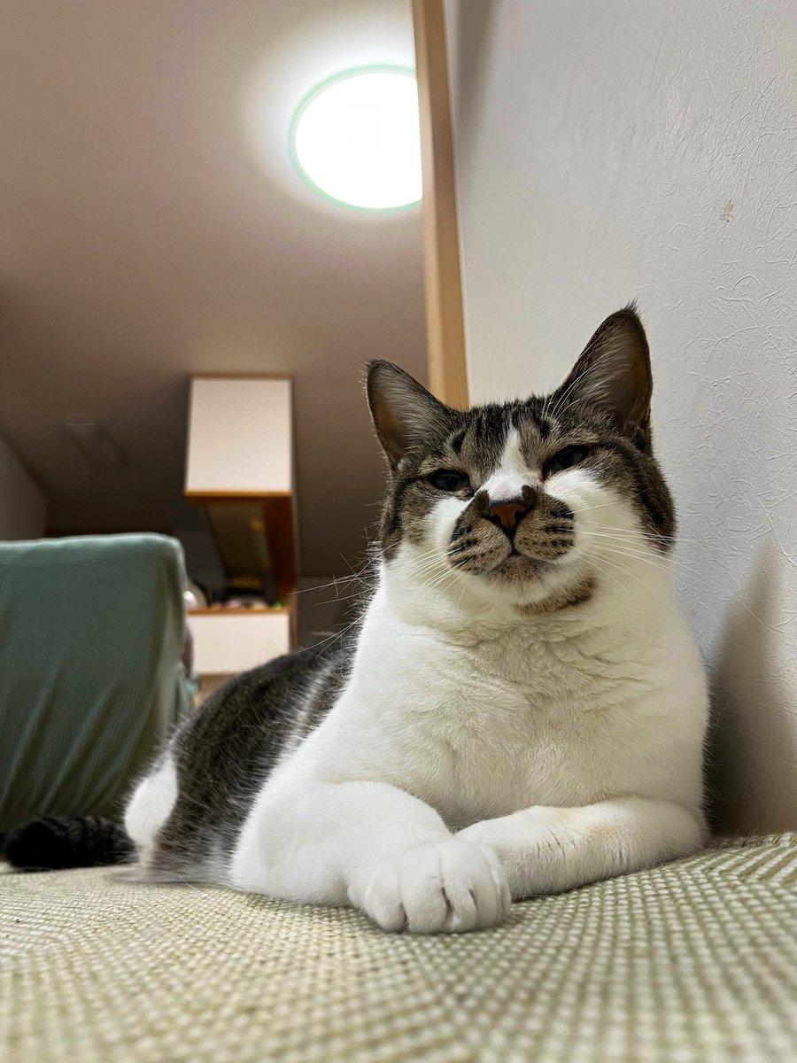 でんすけ劇場 tweet media