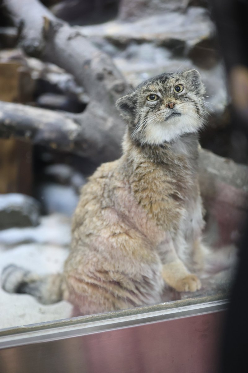 まおっぺ tweet media