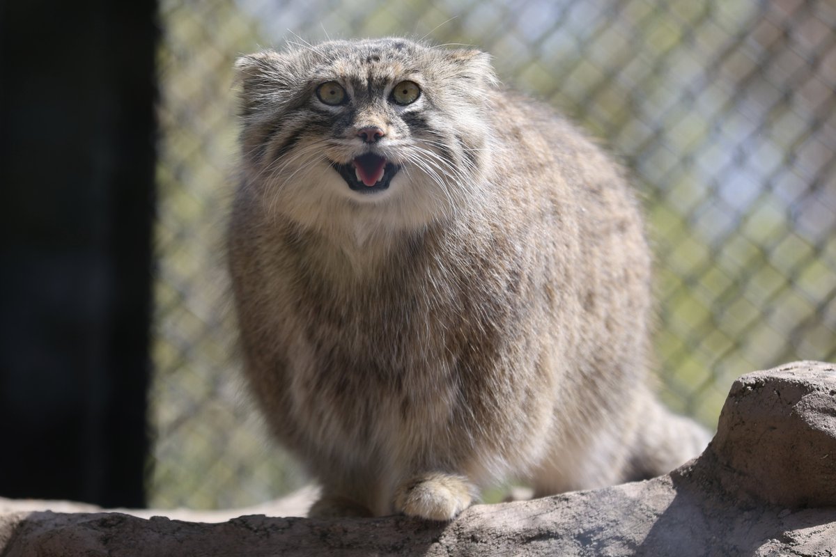 まおっぺ tweet media