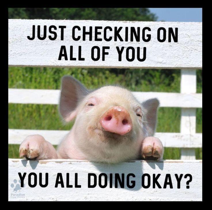 California Patriot tweet media