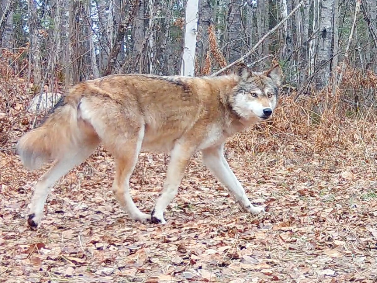 Voyageurs Wolf Project tweet media