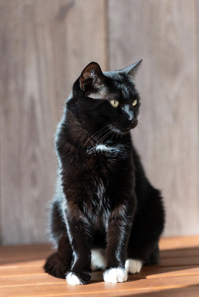 El Magnífico tweet media