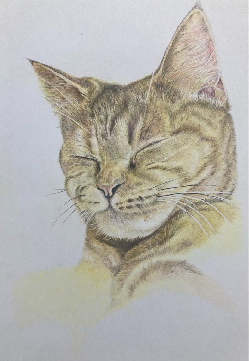 ウニ郎です♪　色鉛筆画 A5 犬・猫♡４枚 ウニ郎様専用です♪ 色鉛筆画 A5 犬・猫♡4枚 【公式通販】