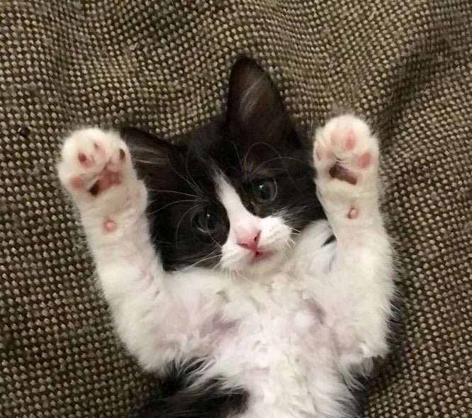 𝗖𝗵𝗼𝗰𝗼𝗖𝗮𝘁 tweet media