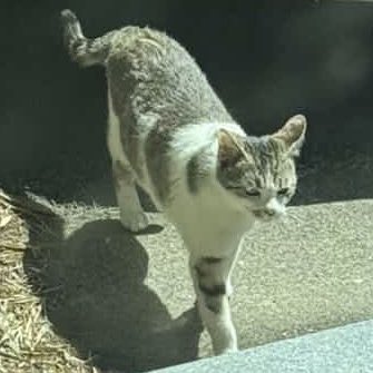 가족찾는 냥냥이 tweet media