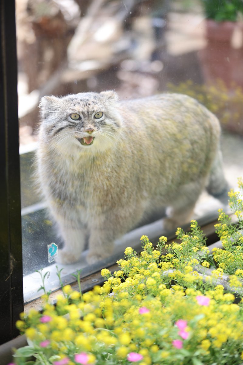 まおっぺ tweet media