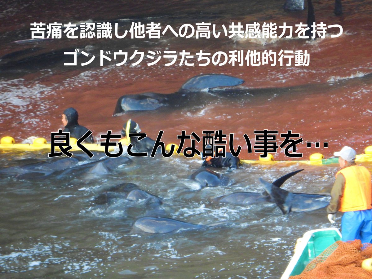 VEGANさっち～♥迫害され続ける動物の声 tweet media