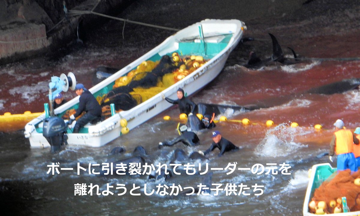 VEGANさっち～♥迫害され続ける動物の声 tweet media