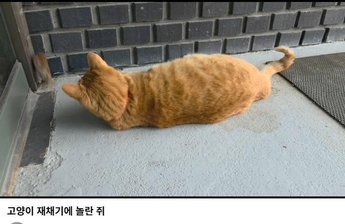 4디페/F24 카푸치노 tweet media