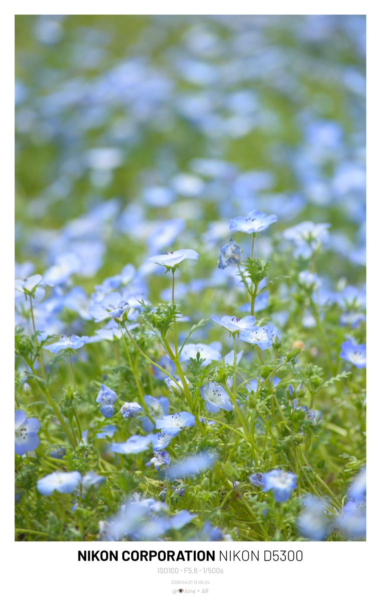 44Aine44's tweet image. ネモフィラに囲まれて
#写真好きな人繋がりたい
#ネモフィラ
#NikonD5300
#写真で伝えたい私の世界