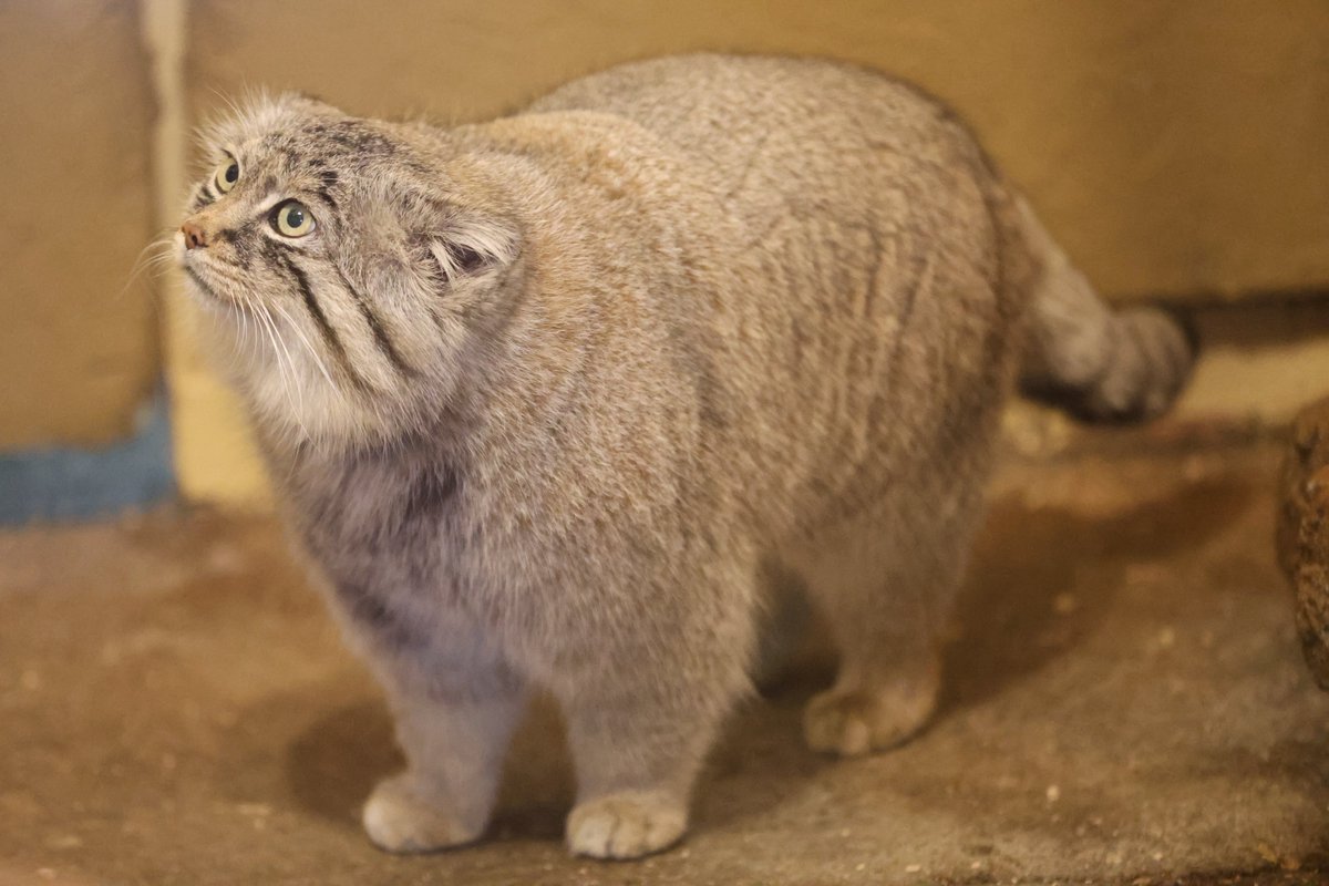 まおっぺ tweet media