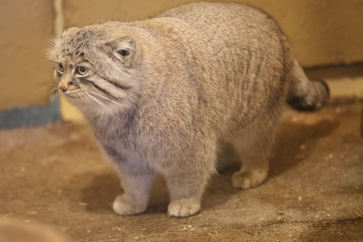 フォルム🙆‍♀️
#埼玉県こども動物自然公園
#マヌルネコ #ロータス