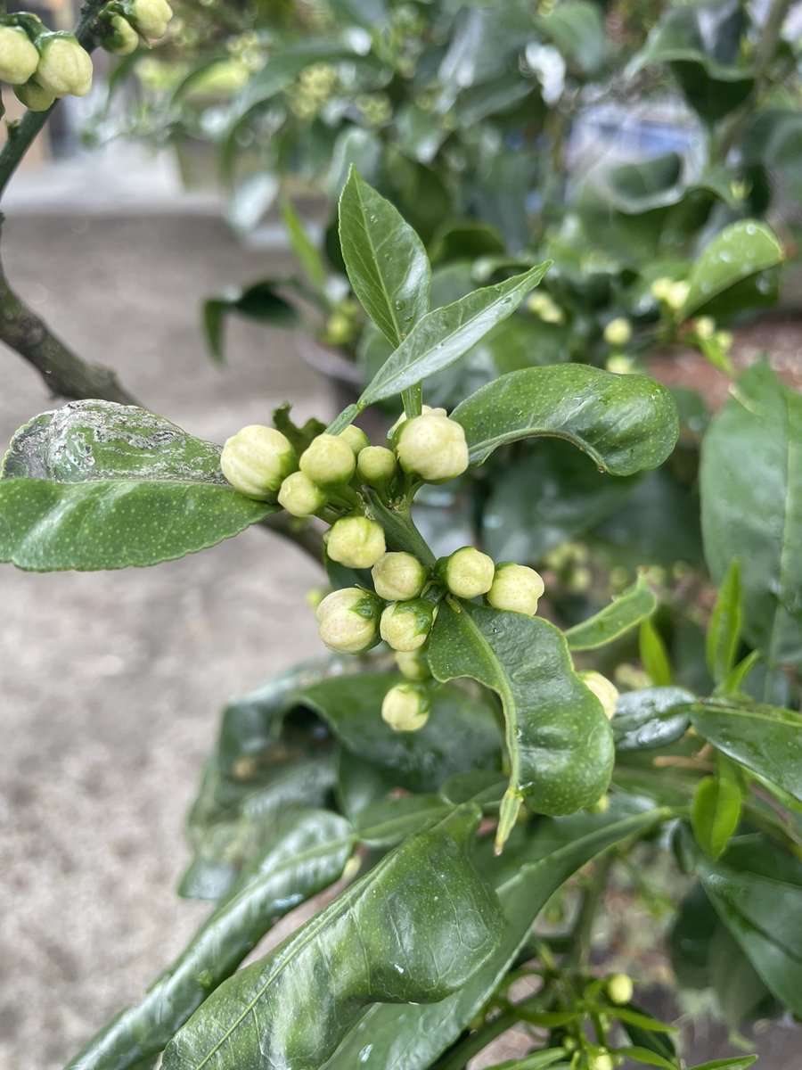 【公式】北山村観光協会 tweet media