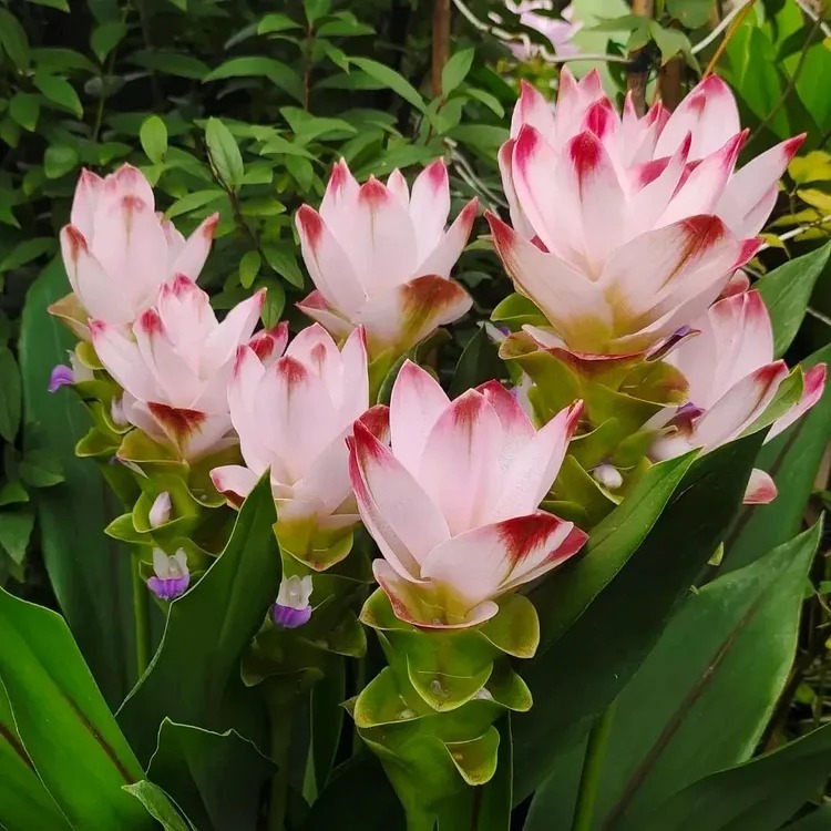 BeejwalaIndia's tweet photo. Buy Curcuma Siam Tulip Pink White Color Flower Bulbs Pack
https://t.co/fhwe247NwO

🎁 SPECIAL OFFER: Up to 90% off  
👉 https://t.co/qkdEnDEzlA
📦 Dispatch in 1 - 2 Days
#beejwala #Curcuma #CurcumaTulip #FlowerBulbs #garden #gardening https://t.co/SruWfus4DG