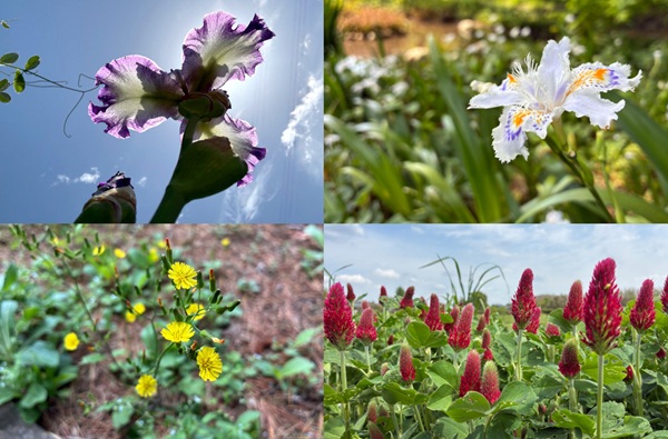 立川の四季2026・二十四節気★七十二候
～穀雨の候（こくうのこう）～
街をめぐると、赤や黄や、白やピンクの花盛り。まるで希望が生まれたかのように、立川が明るく見えました。

tamatebakonet.jp/season/detail/…

#立川市　#二十四節気