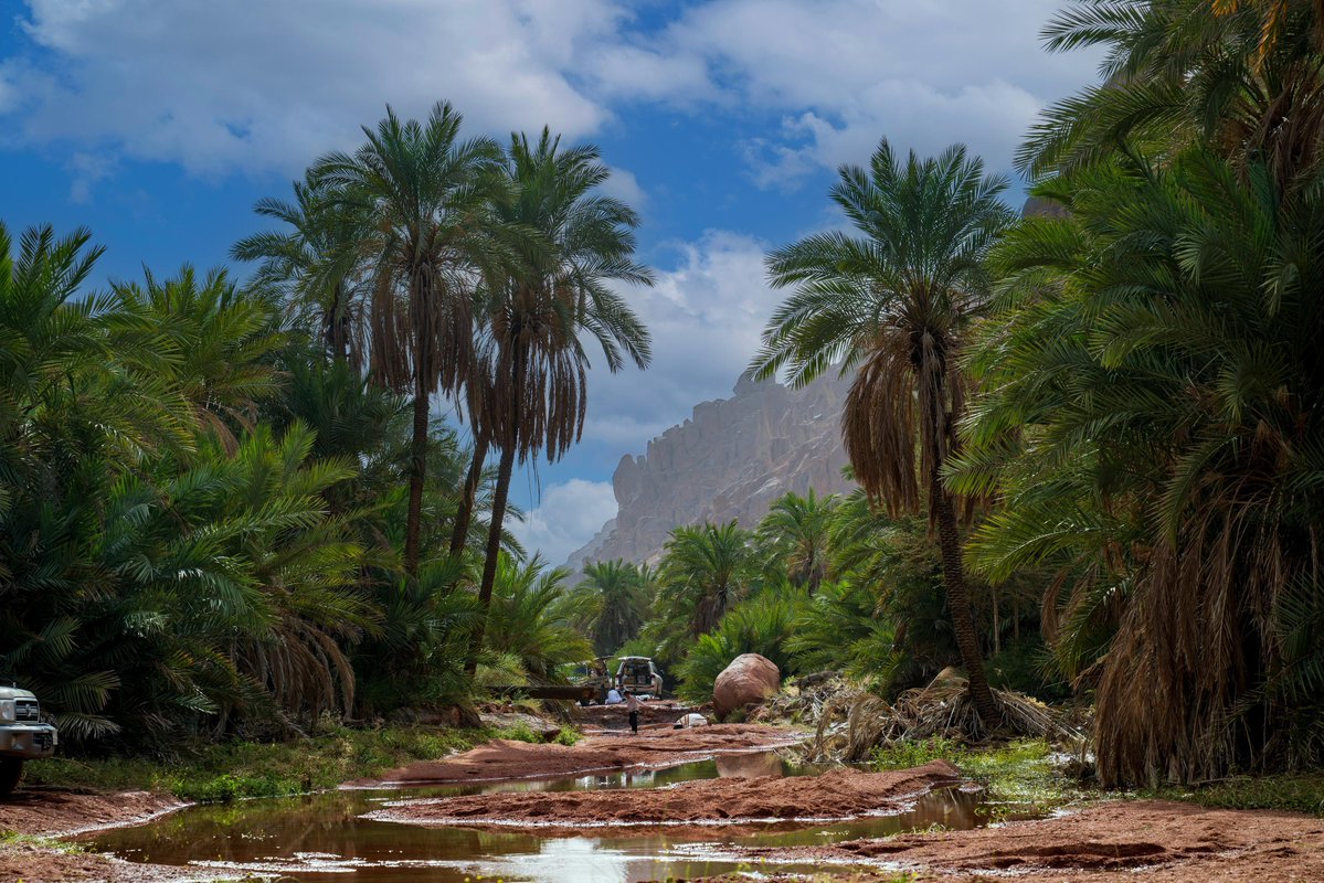 أمانة منطقة حائل tweet media