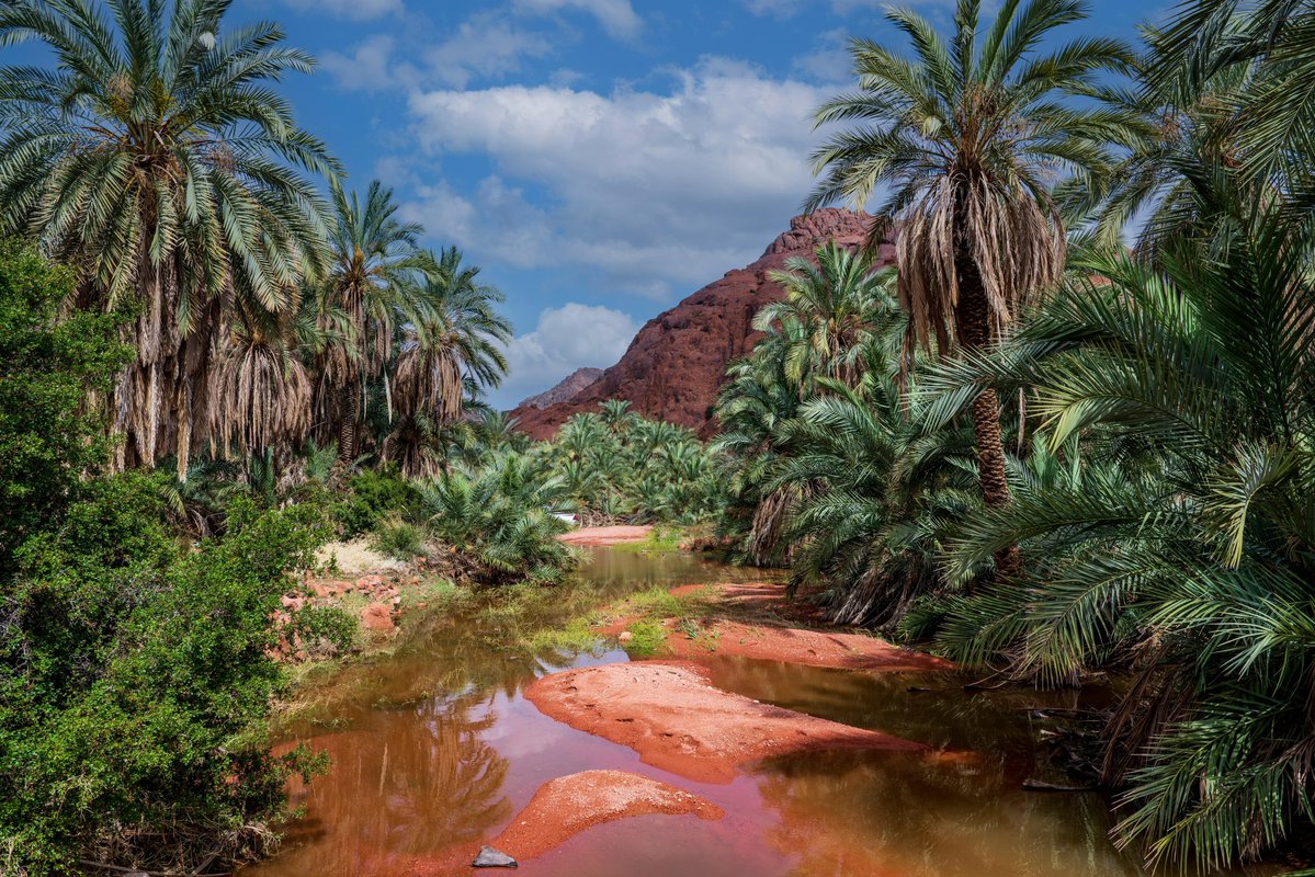 أمانة منطقة حائل tweet media