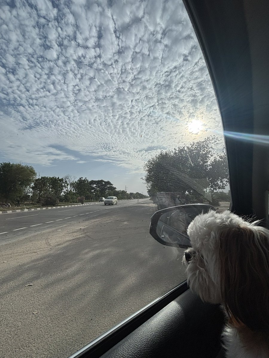 Crowdhillon's tweet image. Evening rides are better when I’m traveling with my dog 🐾🤍🐶
#Doglovers #dogsoftwitter