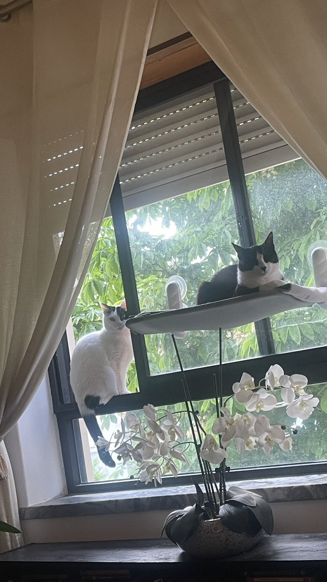 Teresa Leandro 🇵🇹🐾 tweet media