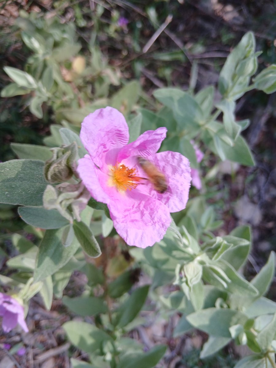 🐦🐟🐇🐮🐓🐞INDIOANA🇻🇪 🇵🇸🇫🇷🇷🇺 🇾🇪🇮🇷🇱🇧 tweet media