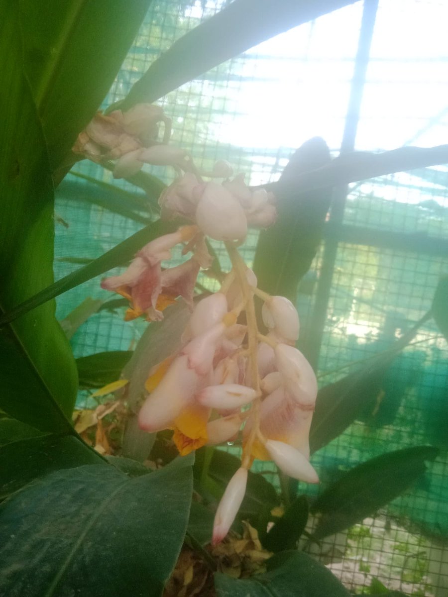 BCASDU's tweet photo. 🌿 6 साल की प्रतीक्षा… और आज पहली बार इलायची के पौधे ने फूल दिया! 🌸
याद दिला गया—प्रकृति में कुछ भी देर से नहीं होता, सब कुछ अपने सही समय पर ही खिलता है।
बस विश्वास बनाए रखो… आपकी मेहनत भी एक दिन ऐसे ही रंग लाएगी। 💚✨

#Gardening #Pratiksha #NatureMagic #Growth #SmallWins https://t.co/M8d1oA0jHL