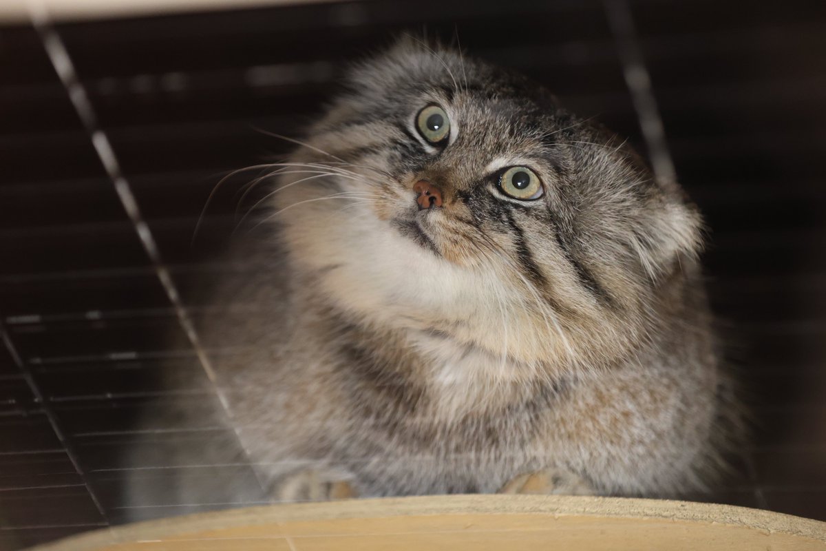 まおっぺ tweet media