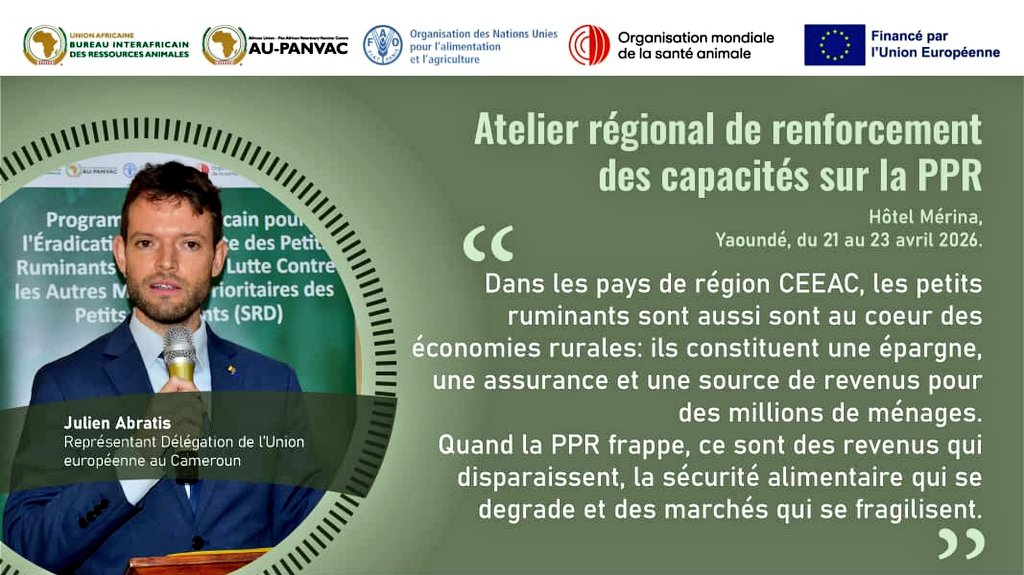 FAOCameroun's tweet image. Pourquoi l'#UE 🇪🇺 continue t-elle de s'intéresser à la #PPR ❓ 

Pour la @UEauCameroun la #PPR n'est pas seulement une maladie animale, c'est un enjeu économique et social majeur. 

@au_ibar
@EU_Partnerships