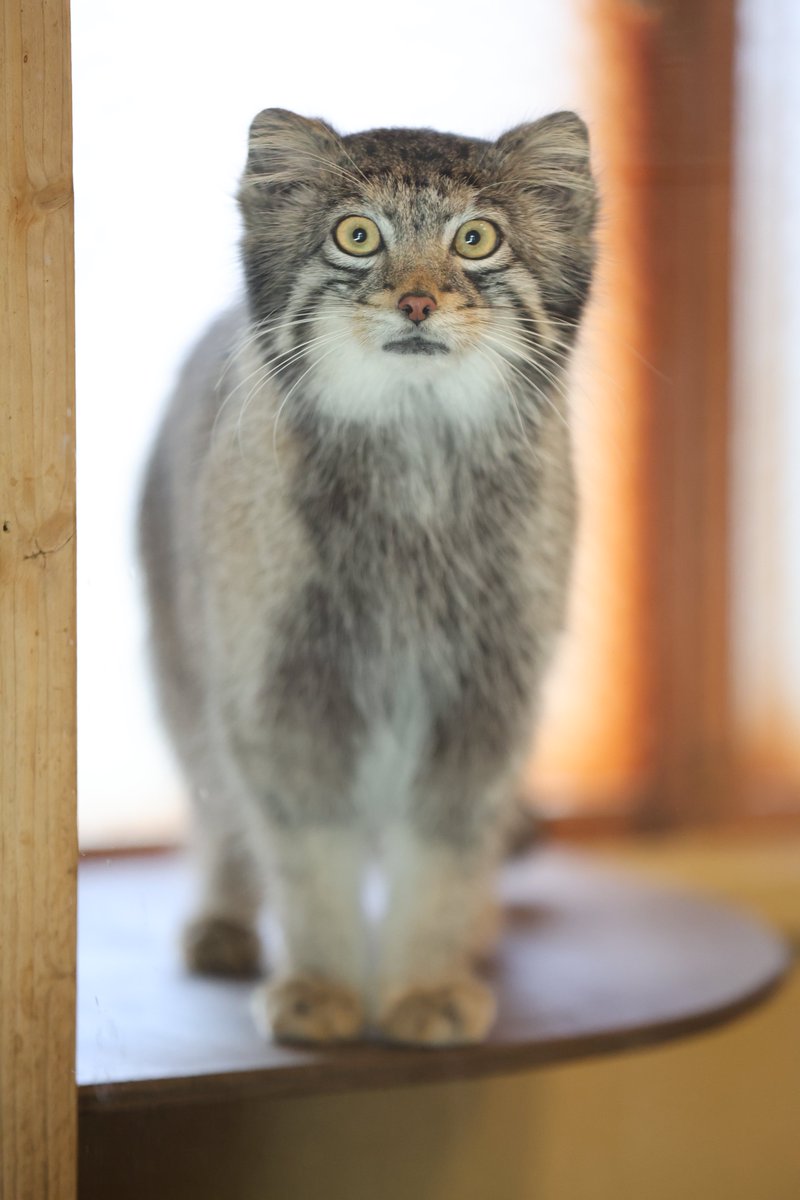 まおっぺ tweet media