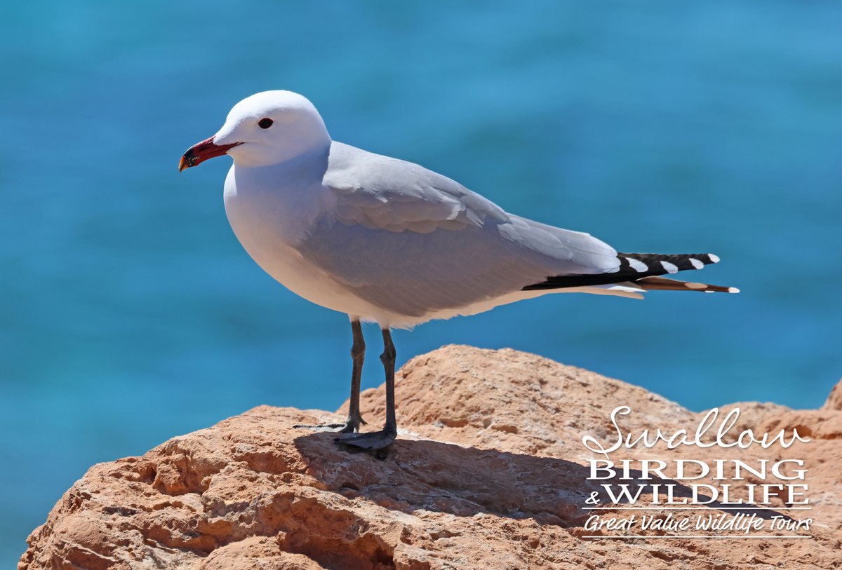 SwallowBirding's tweet image. Back home from a superb tour to Mallorca where AUDOUIN'S GULLS were just one of the highlights.  #spain #birds #birding #gulls #mallorca