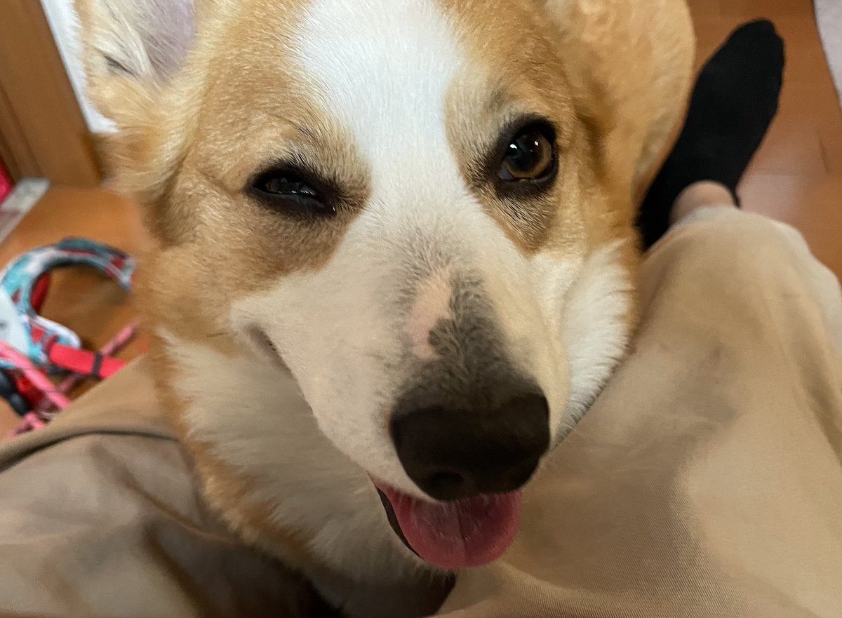 ひめ🐾2KD tweet media