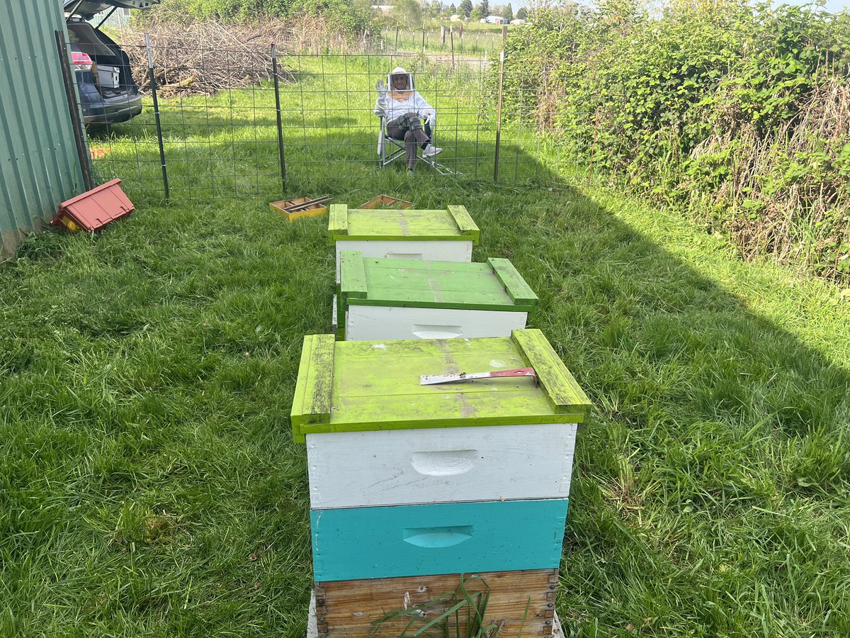 oregonbeekeeper's tweet photo. We went out to the lavender to drop off some swarm captures. 🐝 https://t.co/Uye31Go6wU