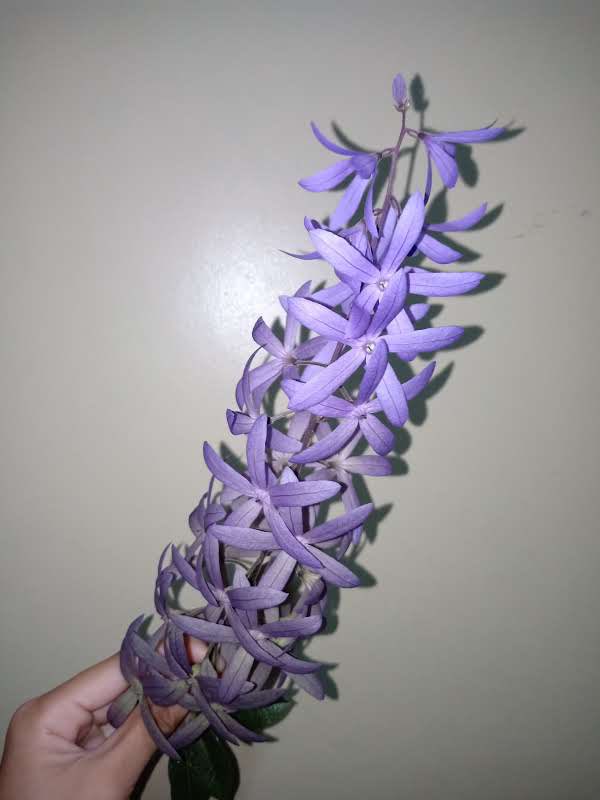 bera. ☽̶☾ tweet media