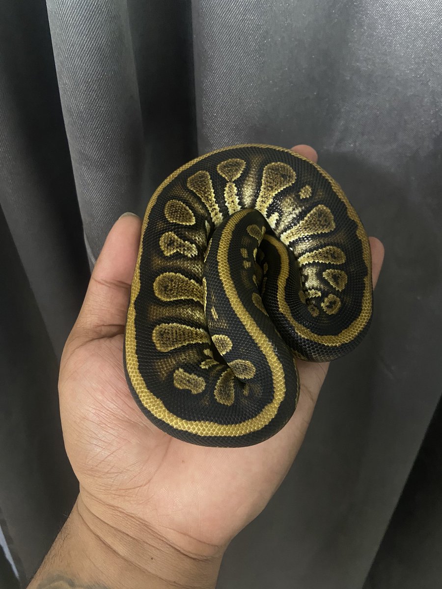 Pine_BallPython tweet picture