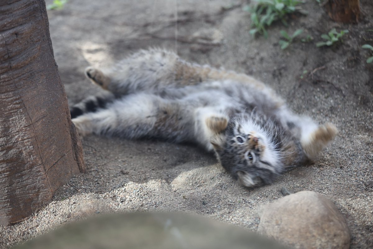 まおっぺ tweet media