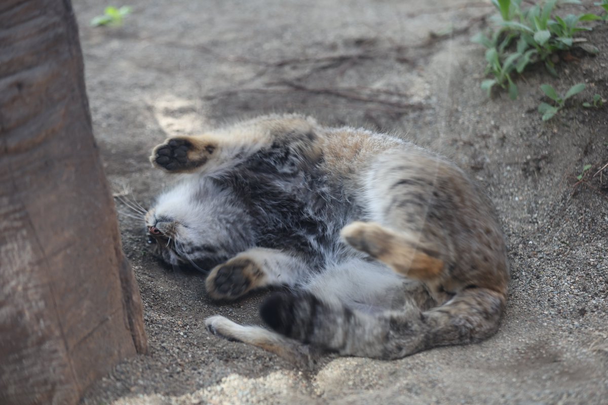 まおっぺ tweet media