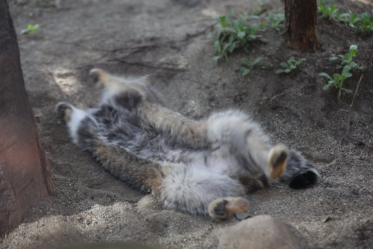 まおっぺ tweet media