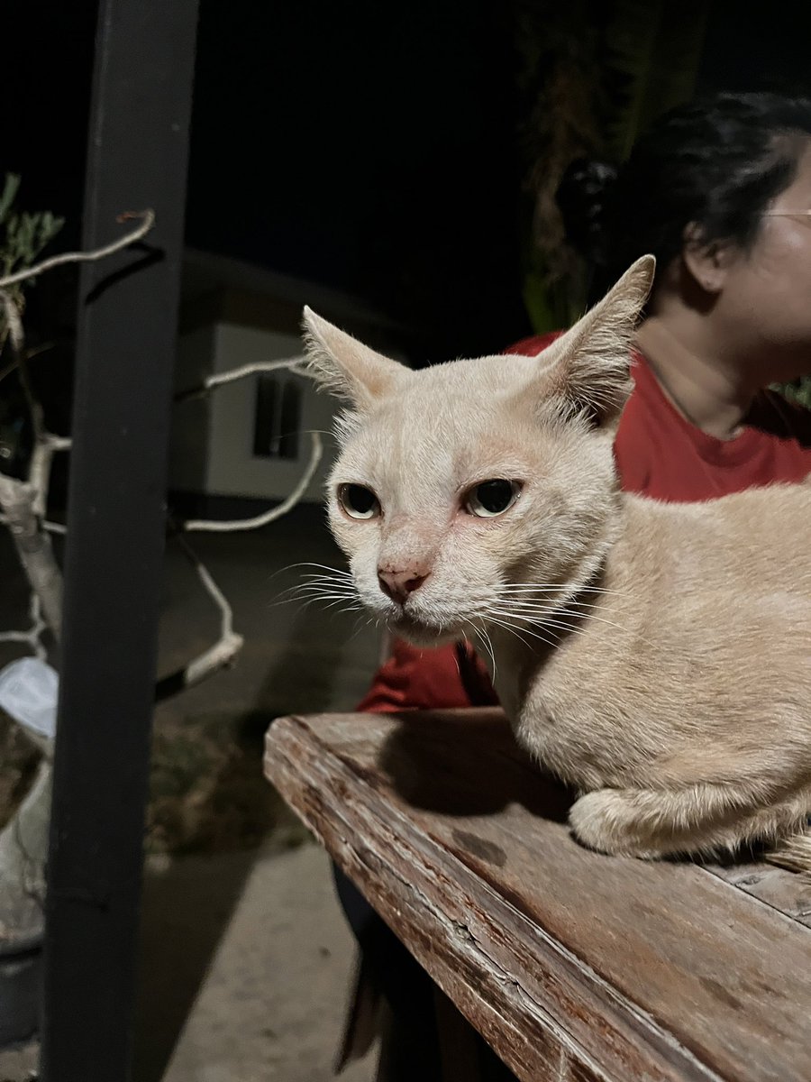 littleyinyinx's tweet photo. ประกาศหาบ้านแบบด่วน⚠️‼️
🏡 มีเวลาแค่2วัน น้องจะได้มีบ้านมั้ยหรือต้องจรต่อ
🧡 น้องโชคชัย หนุ่มโคราชที่กำลังจะย้ายเข้ากทม. 🚙🌟
- อายุน้อยกว่า 1 ปี
- ผอม ตาแป๋ว ร้องแอ๊งแอ๊ง เด๋อด๋า หน้าเหมือนไก่โอ๊ก
- ระหว่างนี้จะพาไปตรวจโรค+ฉีดวัคซีน ให้
📍หาบ้านที่อยู่กทม. https://t.co/fD1ggb9wit