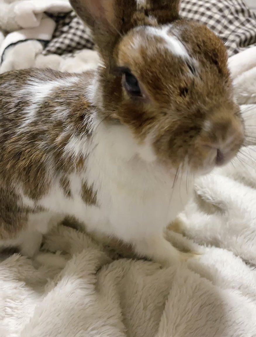うちまたのあいちゃん🐰 tweet media