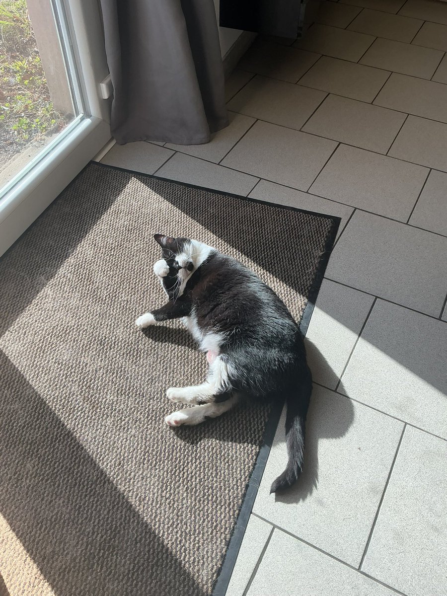 Tentation145L's tweet photo. Fleur ici ๐พ
Verdict : grade 3โฆ ambiance calme ร la maison ๐ถ
Mais tout va bien ๐ la tumeur a รฉtรฉ retirรฉe.
Maintenant, place ร un suivi sรฉrieux (et ร mes siestes stratรฉgiques ๐ผ).
#Fleur #ChatLife #SuiviImportant #TeamMiaou https://t.co/lGBAPB3s8u