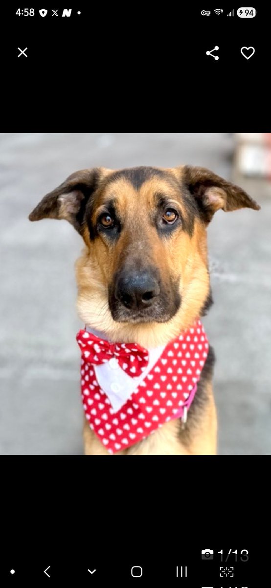 MyBoxerLuvMac1's tweet image. 💔Pedro💔
#NYCACC #250536 2y
▪️ReListed TBK: 4/23💉 
#RescueOnly

Precious sweetie's💔, listed after 20 days!
Gorgeous G shep's losing weight in scary shelter! Leash reactive, esp ret 2 tiny cell!
Who could blame him?
Has report of bite 2 member of public, when attempted 2 pet