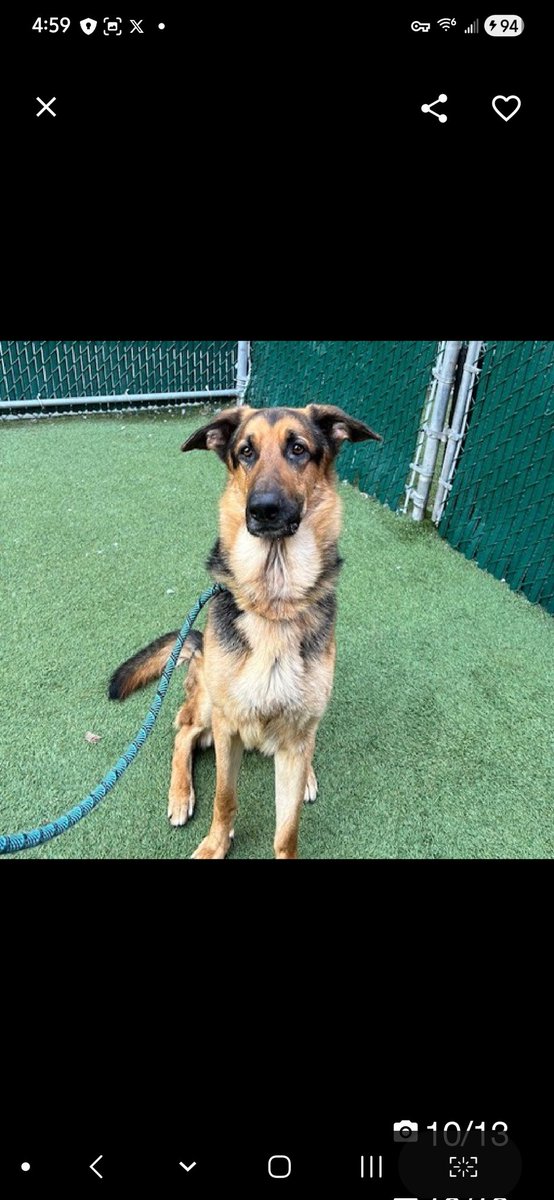 MyBoxerLuvMac1's tweet image. 💔Pedro💔
#NYCACC #250536 2y
▪️ReListed TBK: 4/23💉 
#RescueOnly

Precious sweetie's💔, listed after 20 days!
Gorgeous G shep's losing weight in scary shelter! Leash reactive, esp ret 2 tiny cell!
Who could blame him?
Has report of bite 2 member of public, when attempted 2 pet