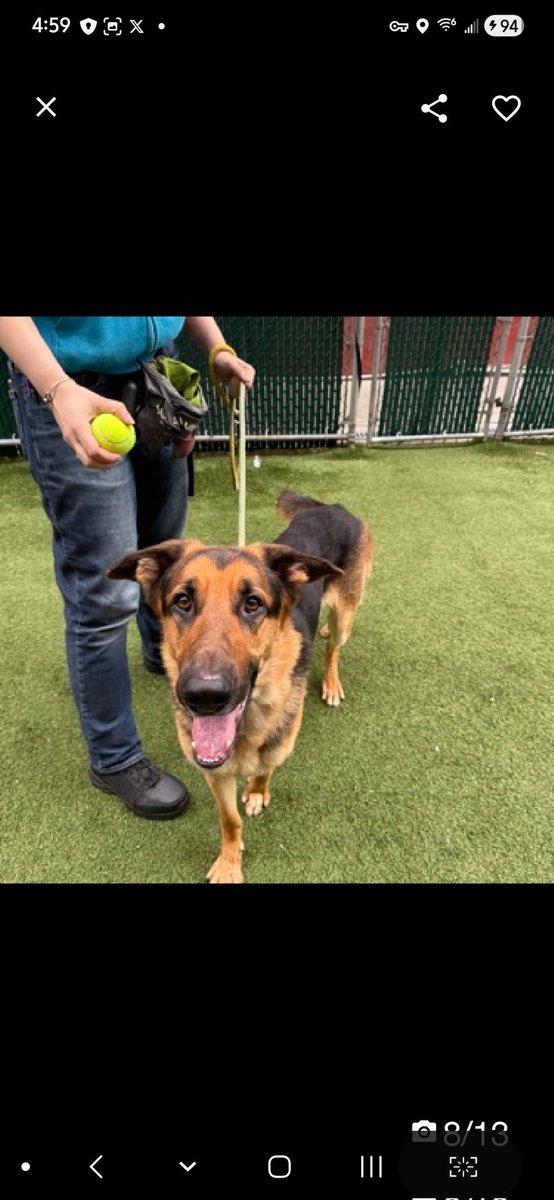 MyBoxerLuvMac1's tweet image. 💔Pedro💔
#NYCACC #250536 2y
▪️ReListed TBK: 4/23💉 
#RescueOnly

Precious sweetie's💔, listed after 20 days!
Gorgeous G shep's losing weight in scary shelter! Leash reactive, esp ret 2 tiny cell!
Who could blame him?
Has report of bite 2 member of public, when attempted 2 pet
