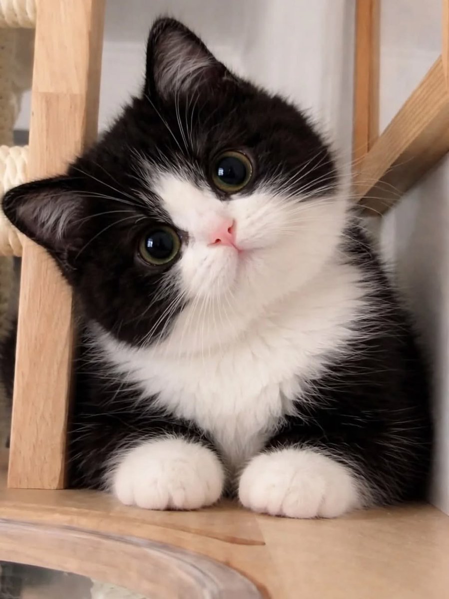 We Deserve CATs🐈‍⬛🐈 tweet media